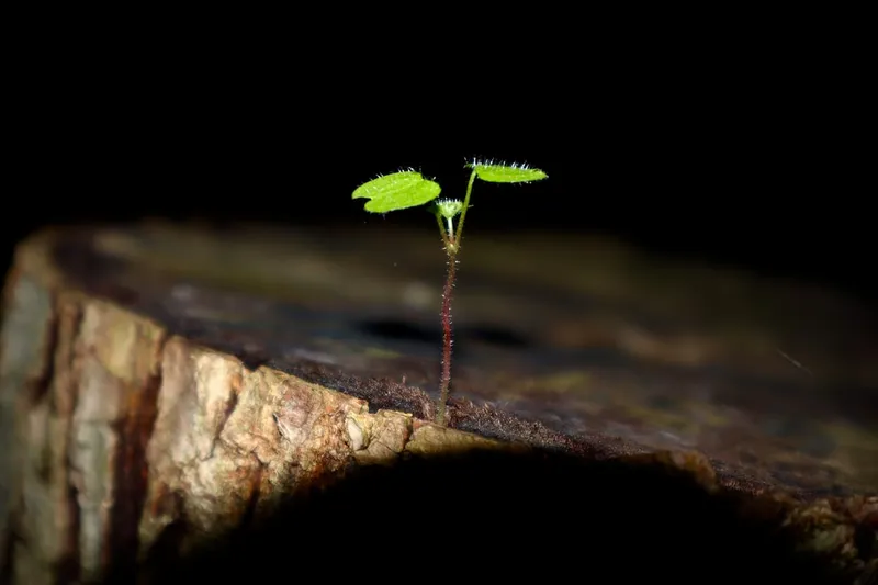 a green insect on a rock